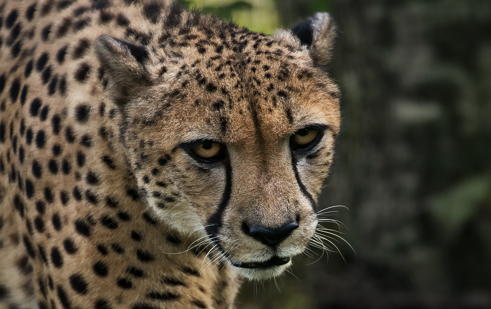 Gepard-Portrait 