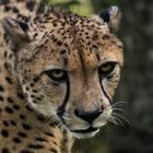 Gepard-Portrait 