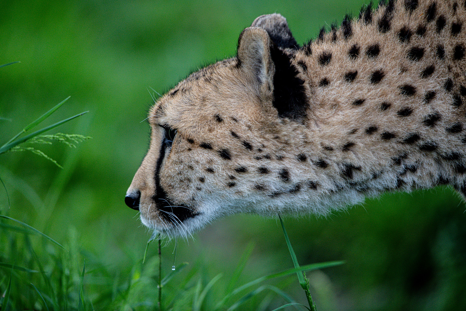 Gepard Portrait