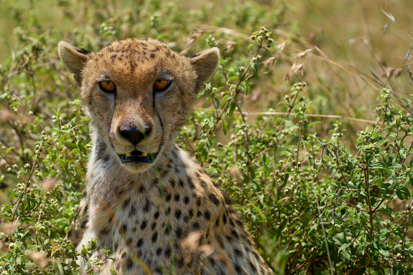 Gepard Portrait