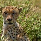 Gepard Portrait