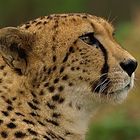 Gepard – Portrait