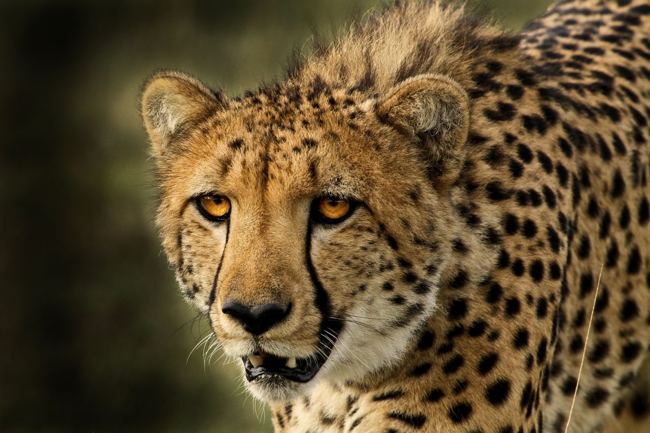 Gepard Portrait