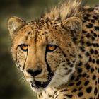 Gepard Portrait