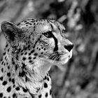 Gepard Portrait sw