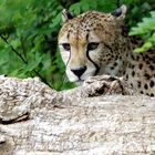 Gepard ( Portrait ) und