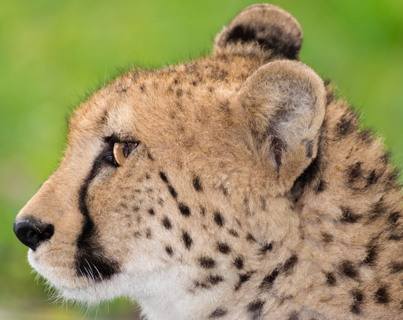 Gepard Profil