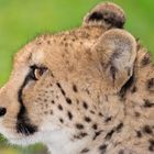 Gepard Profil