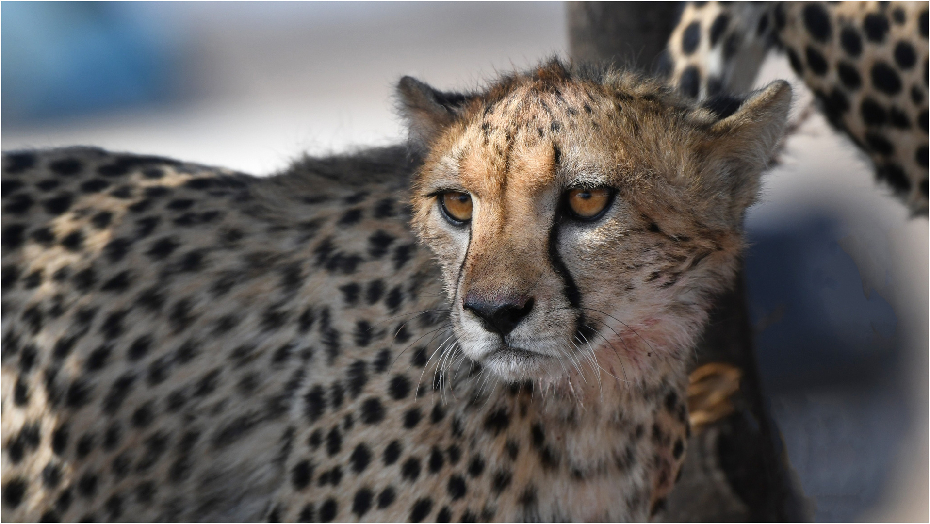 Gepard - Samburu NP (Kenia)