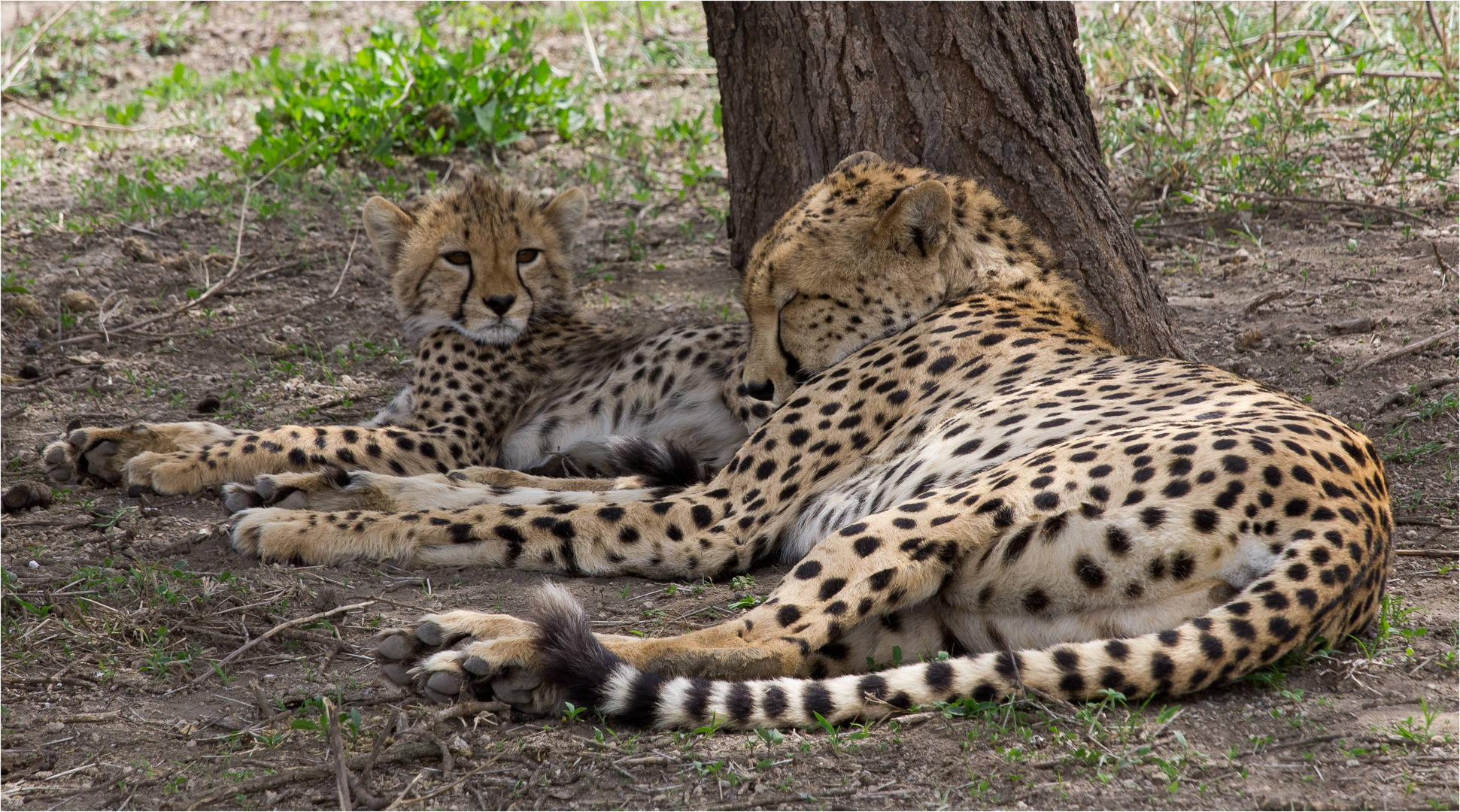 Gepard - Schlaf ruhig Mama.....