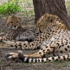 Gepard - Schlaf ruhig Mama.....