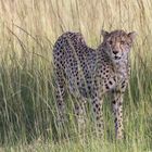 Gepard, Serengeti Nord - Tansania