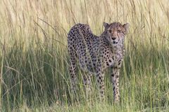 Gepard, Serengeti Nord - Tansania