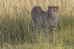 Gepard, Serengeti Nord, Tansania