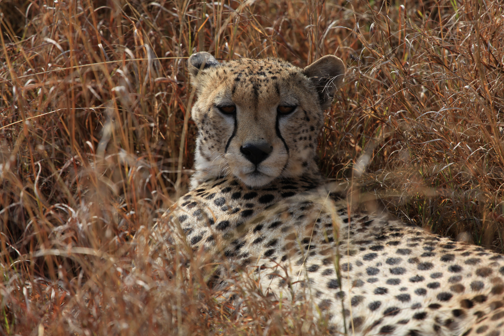 Gepard - Serengeti NP