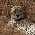 Gepard - Serengeti NP