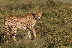 Gepard, Serengeti Süd (Grumeti-Region)