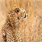 Gepard, South Africa