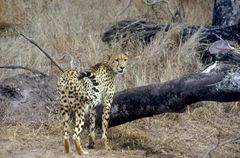 Gepard Südafrika