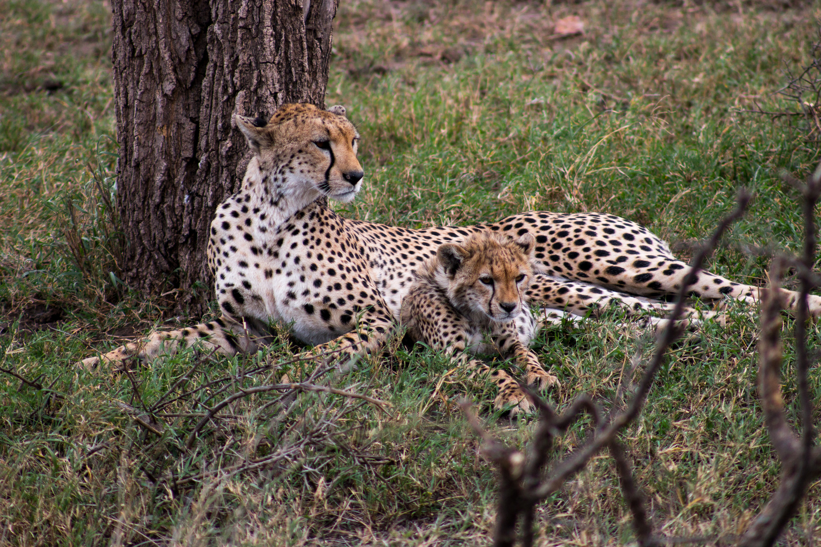 Gepard Tansania