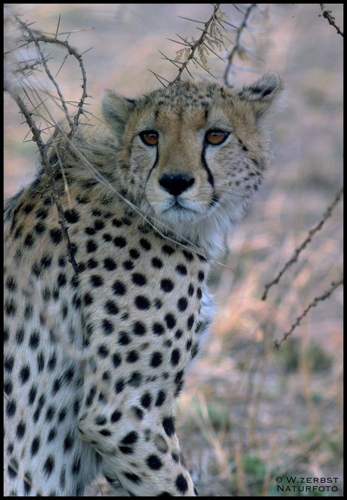 - Gepard - Tansania Serengeti