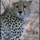 - Gepard - Tansania Serengeti