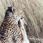 Gepard / Thomson Gazelle