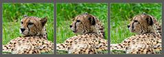 Gepard-Tripticon