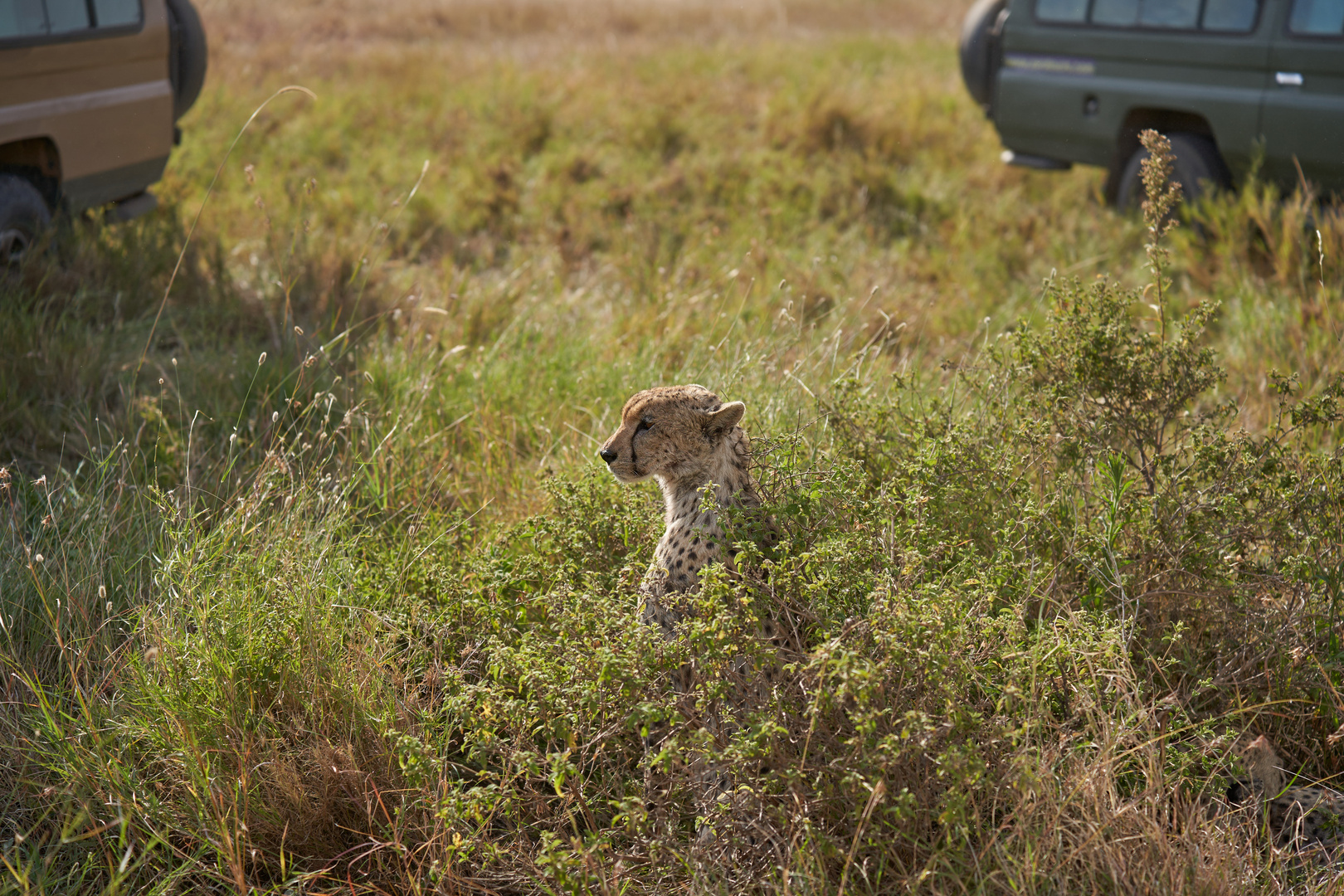 Gepard umzingelt