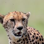 Gepard und Fliegen (Acinonyx jubatus) und (Brachycera)