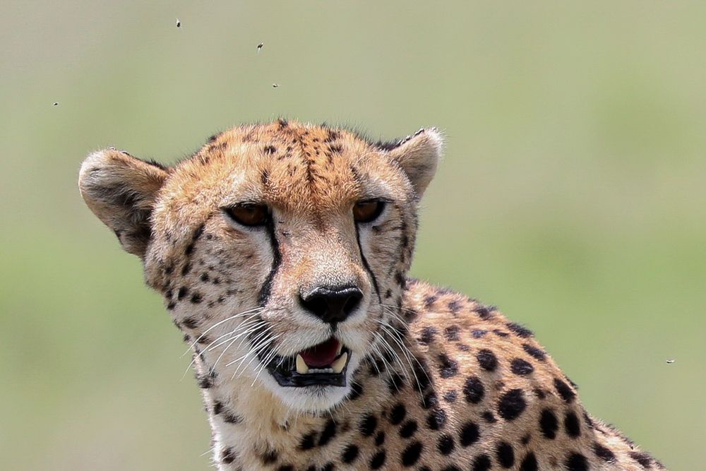 Gepard und Fliegen (Acinonyx jubatus) und (Brachycera)