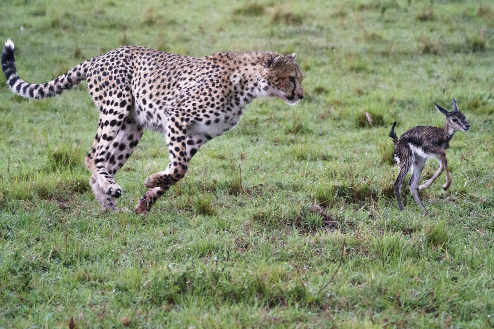 Gepard und Kalb