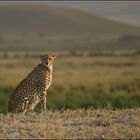 Gepard vor dem Kilimanjaro