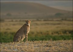 Gepard vor dem Kilimanjaro