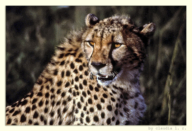 Gepard vor der Mahlzeit