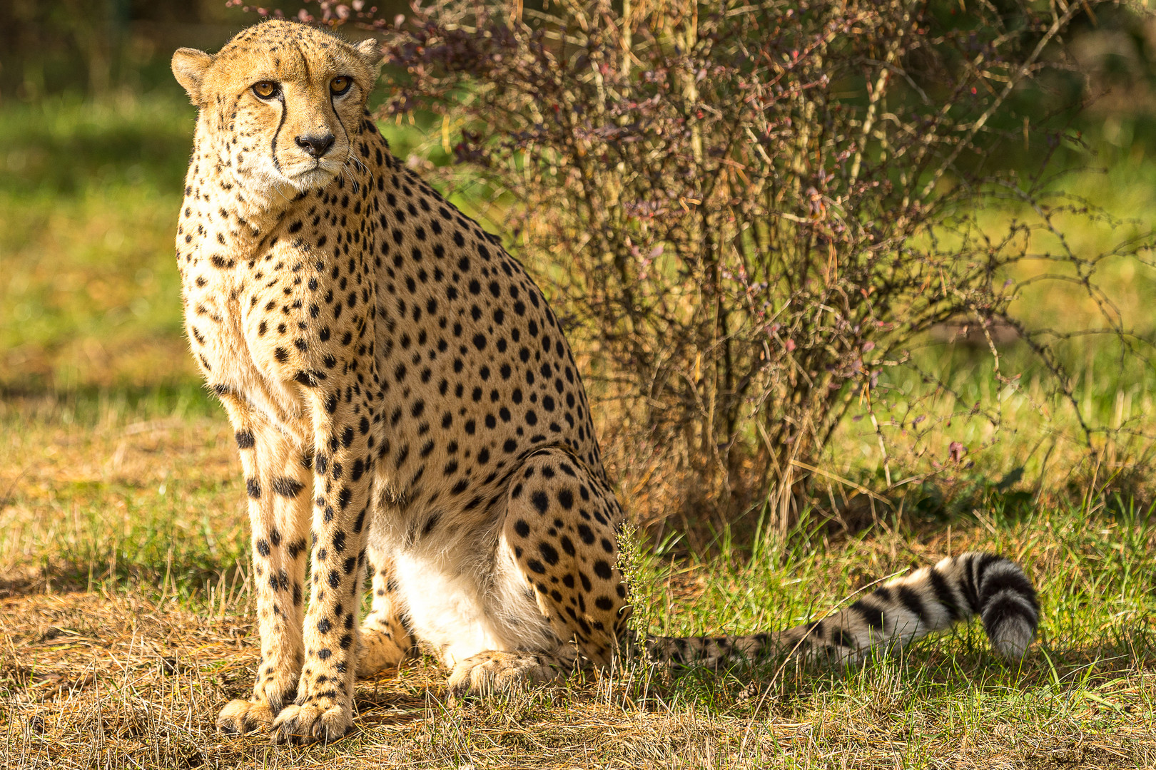 Gepard vor Strauch