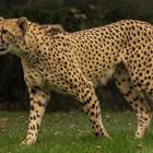 Gepard-Weibchen 001