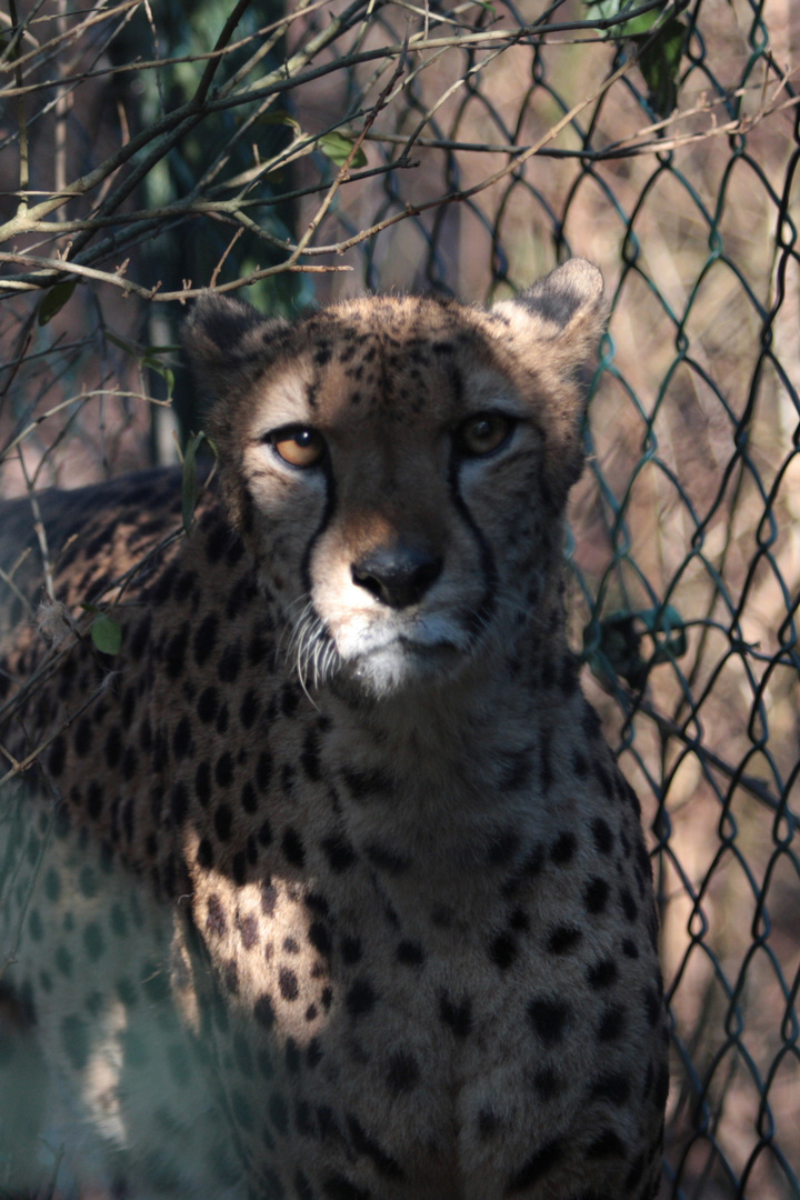 Gepard ,Wuppertaler Zoo