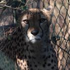 Gepard ,Wuppertaler Zoo