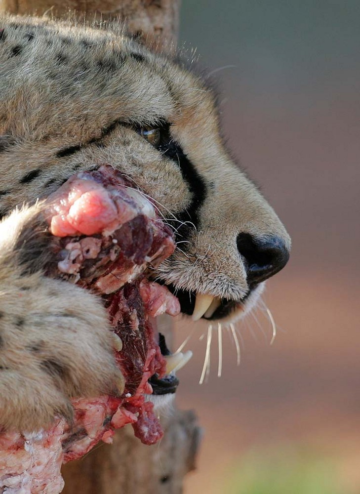 Gepard zeigt die Zähne