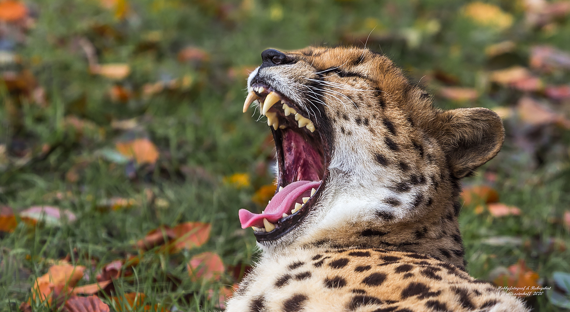 Gepard zeigt seine Zähnchen...