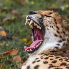 Gepard zeigt seine Zähnchen...