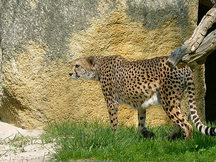 Gepard Zoo Basel