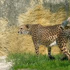 Gepard Zoo Basel