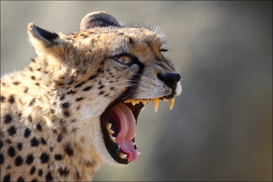 Gepard Zoo Basel