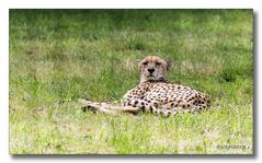 Gepard (Zoo BS-Stöckheim)