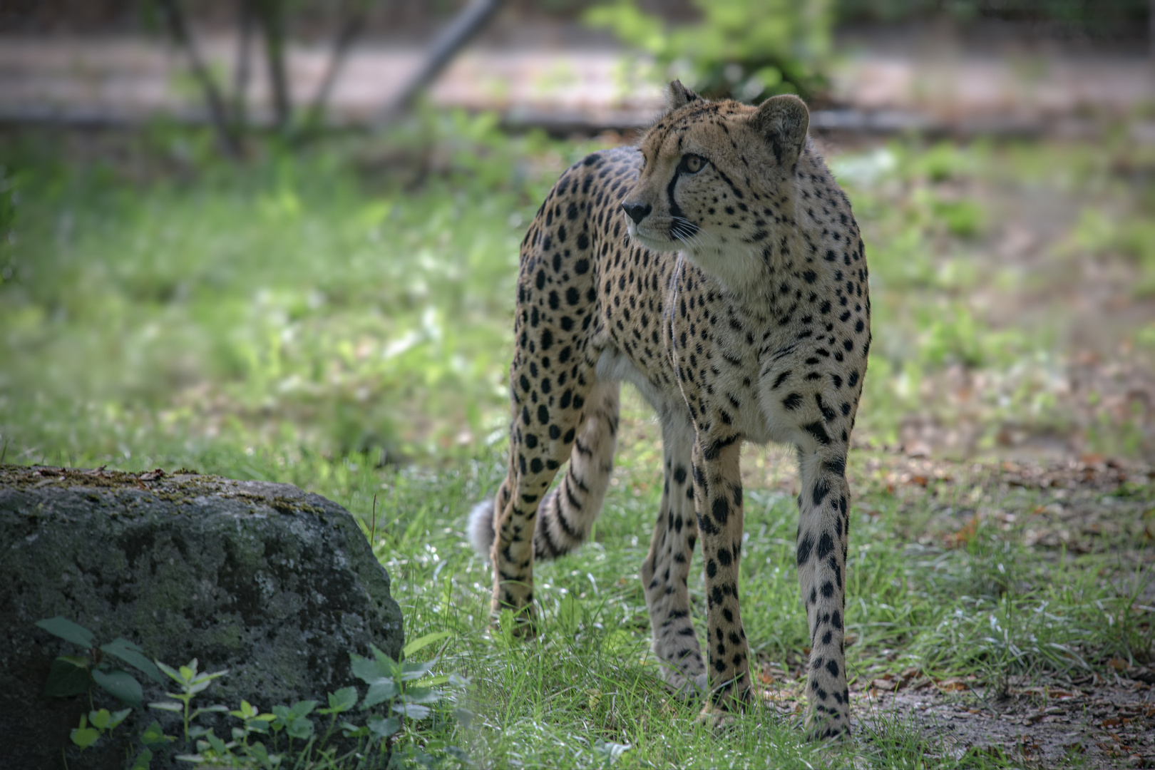    Gepard   - Zoo Dresden