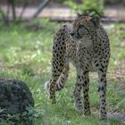    Gepard   - Zoo Dresden