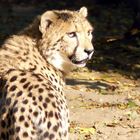 Gepard - Zoo Krefeld