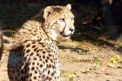 Gepard - Zoo Krefeld